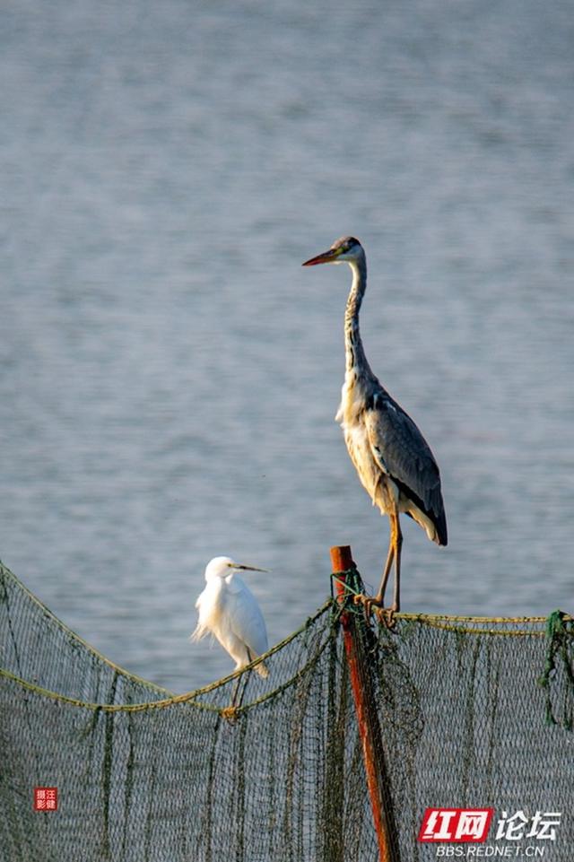 岁暖时刻丨慢享安乡珊珀湖时光：与候鸟相伴，遇见岁月静好