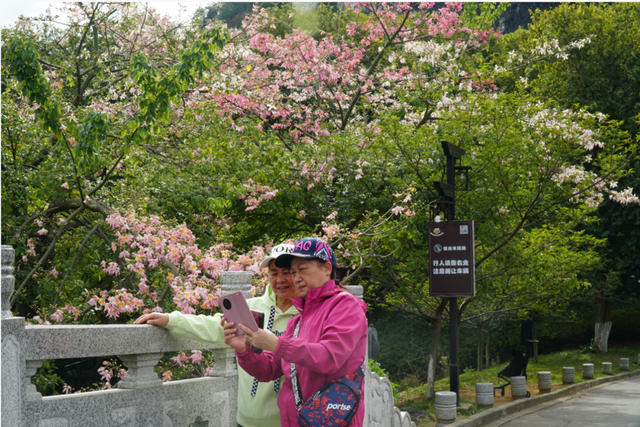 初冬的风里竟有了粉色的“味道”！就在龙潭公园里~