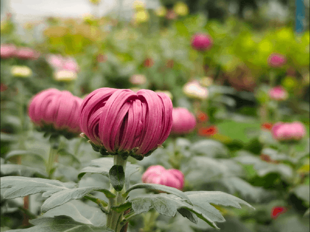 限时开启！花展进行中，还可以带回家→