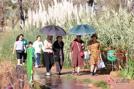 【高清组图】滇池湿地成假期游客“绿色宝地”图片