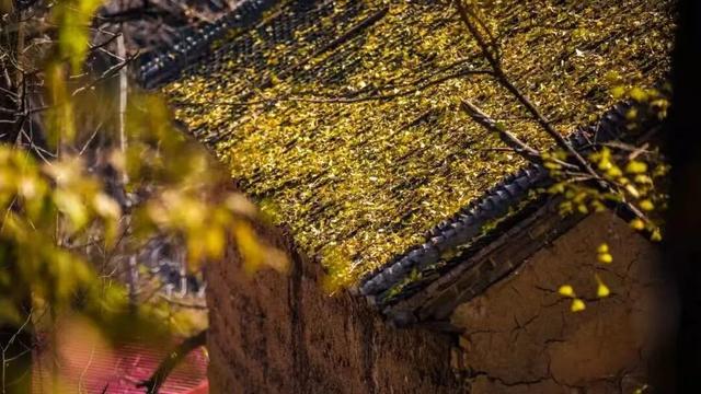 滴！重阳暖心免票福利→这张秋日『头等舱』车票请签收！