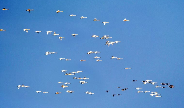 候鸟栖息铁锚洲 十年禁渔成美景