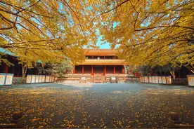 崇州银杏季开启 这份赏景攻略请查收！图片