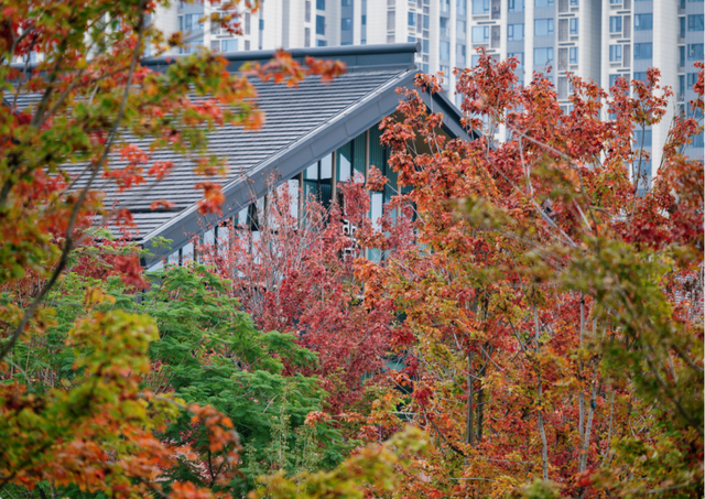 绝美！成都红枫进入最佳观赏期！线路来啦