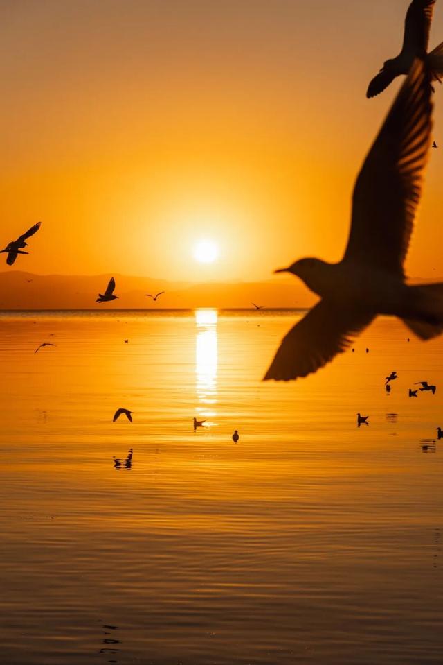 都是小众打卡点！在这些地方看海鸥，景美鸥多还诗意满满~