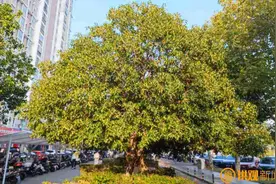 金秋十月桂花开 满城飘香秋意浓图片