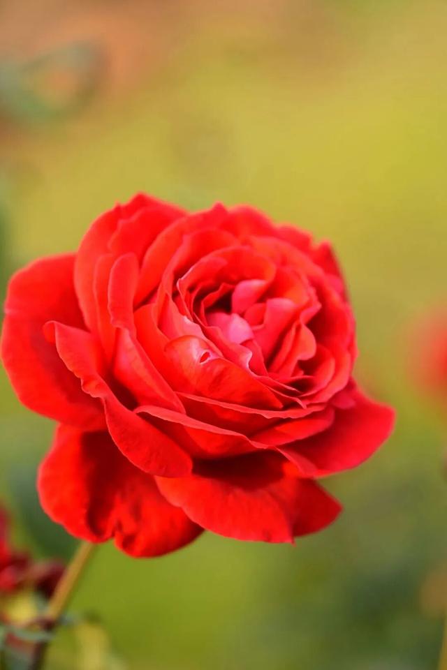 十二月限定浪漫 青秀山双花同绽迎冬韵