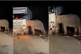 马来西亚5岁小象凌晨被撞身亡，母象头抵卡车想施救，守到天亮！被带离时仍回望图片