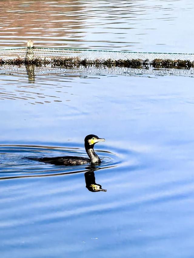 晚潮｜三潭石塔观鸬鸟