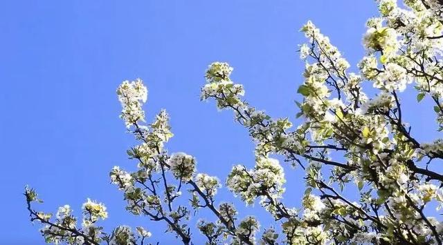 六安春季赏花地图发布！