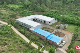 宜章县黄沙镇曹家坌村：艾草飘香产业旺图片