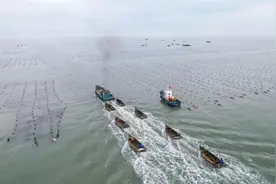 从浪尖到舌尖！叮咚买菜×荣成海带共绘乡村振兴新蓝图图片