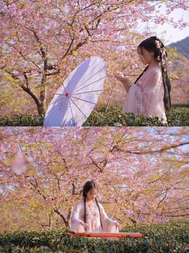 漳州的樱花，开啦！！！