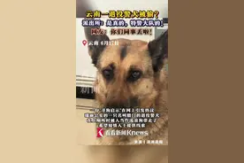云南一警犬被偷？派出所回应：是真的，特警大队的图片