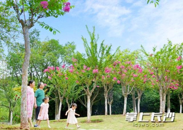 梦幻花海！长沙县特立公园120余株紫薇绽放