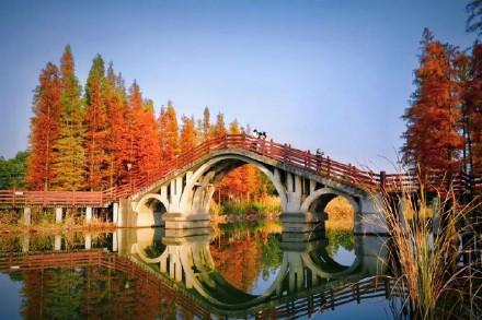 被成都的水杉惊艳到了