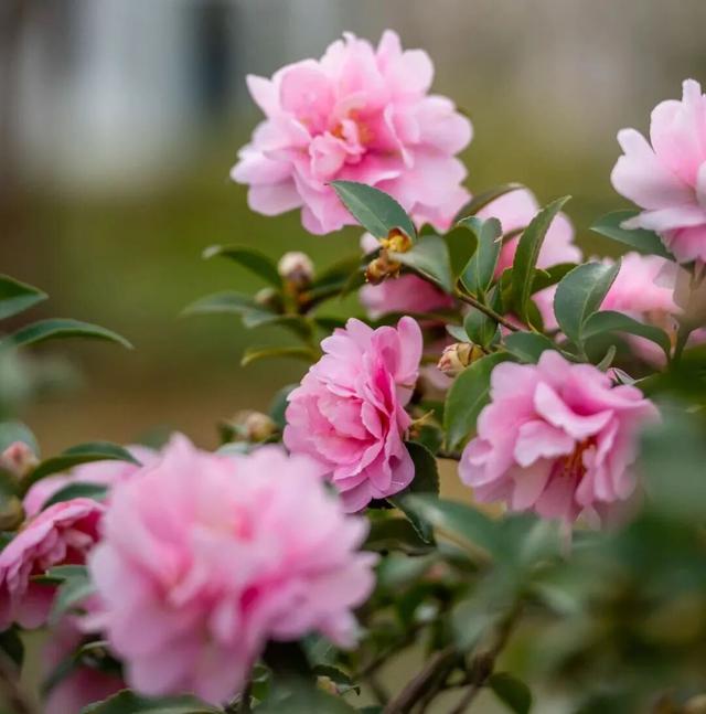 美人梅、茶梅已苏醒！在上海这个公园撞入粉色冬天→