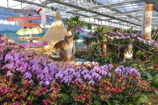 家庭园艺嘉年华｜北京兰花文化嘉年华将于明日启幕