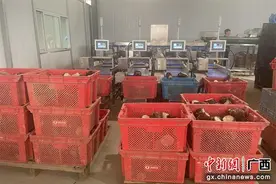 广西供销社打造荔浦芋头全程冷链项目图片