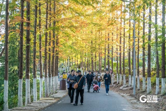 “秋日限定”上线！世博园赏秋正当时