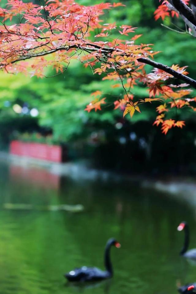 秋光正好，栖霞来邀