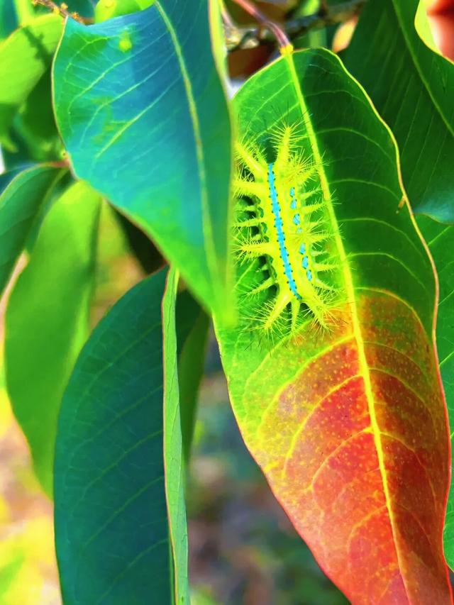 晚潮｜乌桕红时