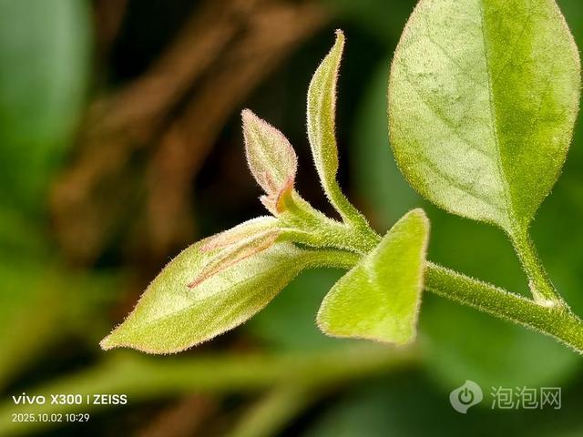 vivo X300评测：小直屏旗舰，带来Pro级体验