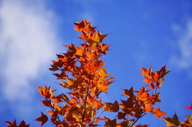 红红红了！红叶最佳观赏期已至！游玩安全记心中→