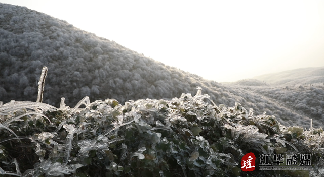 江华：西边大岭现雾凇奇观 玉树琼枝宛如仙境