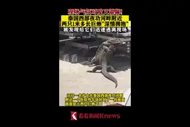 泰国两只1米多长巨蜥街头“深情拥抱” 可爱又温馨图片