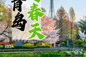 青岛春景丨在青岛，逛春天！东风一夜绿千重，百花次第香正浓图片