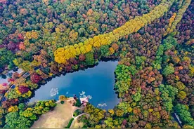 中山陵园风景区古树群，你知道有哪些珍稀树种吗？图片