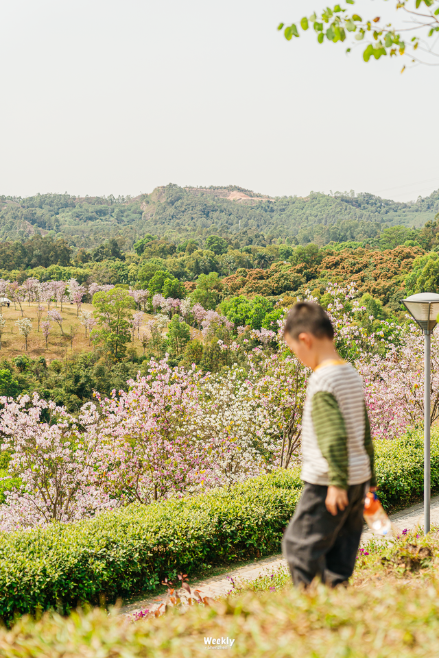 没人觉得龙岗的能量场很高吗？