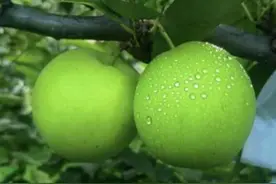 金秋枝头梨意浓，“梨” 想生活正回甘图片