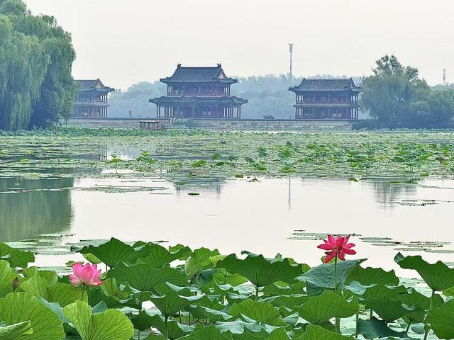 颐和园荷花盛放，赏荷消暑正当时