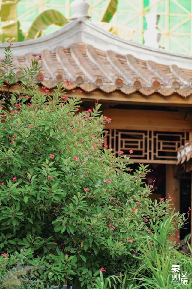 藏在泉州的绝美花海，你打卡了吗？