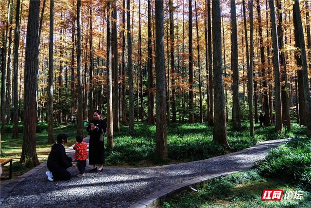 【每日一图@湖南】刷屏预警！靖州排牙山千亩水杉林绝美上线