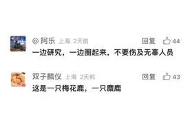 上海这头攻击人的“暴躁公鹿”抓到了！怀孕母鹿逃走……图片