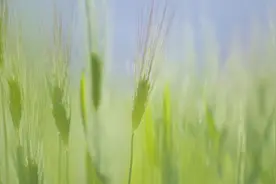 小满节气湿热交加，养生记住“四个三”图片