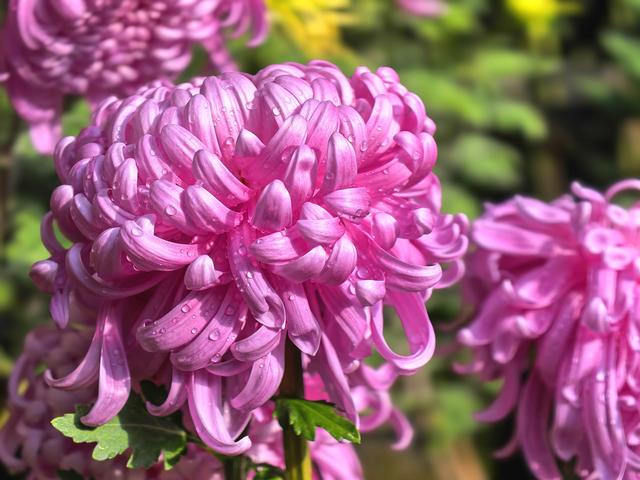 到红螺寺看室内菊花展：主打一个温暖清新