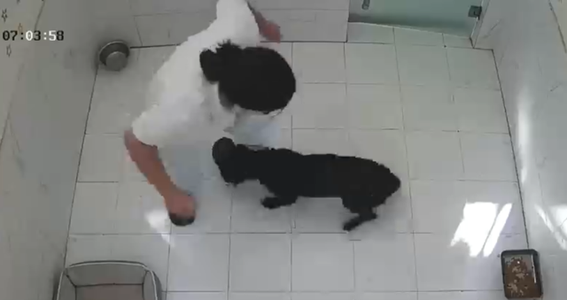 饲养员喂寄养狗遭撕咬缝针
