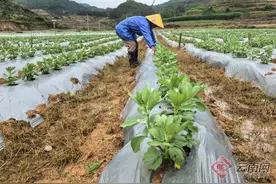 云南临沧：发展蚕豆产业 打开致富“新大门”图片