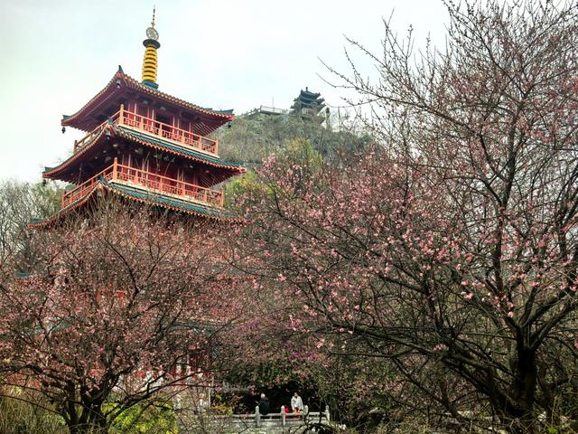 桂林的“限定浪漫”已上线！满城梅花绽放，花期持续至春节！