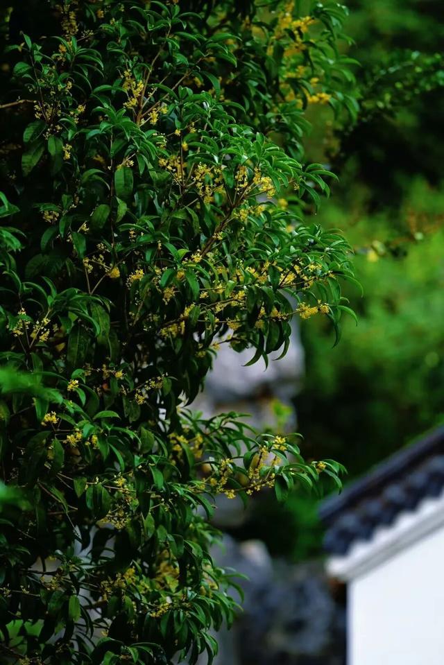 这是一条有味道的推送眼下的南宁 “桂” 气冲天，这泼天的“馥桂” 真香