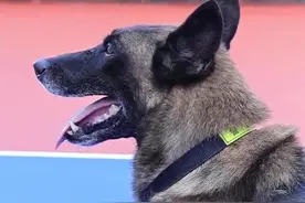 警犬“龙卫”：新主人也是老朋友图片