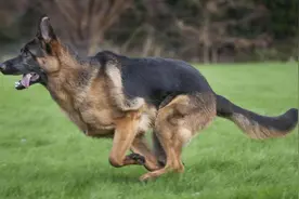 湖南湘潭女子被德牧犬咬伤，犬只被控制、其主人接受警方调查图片