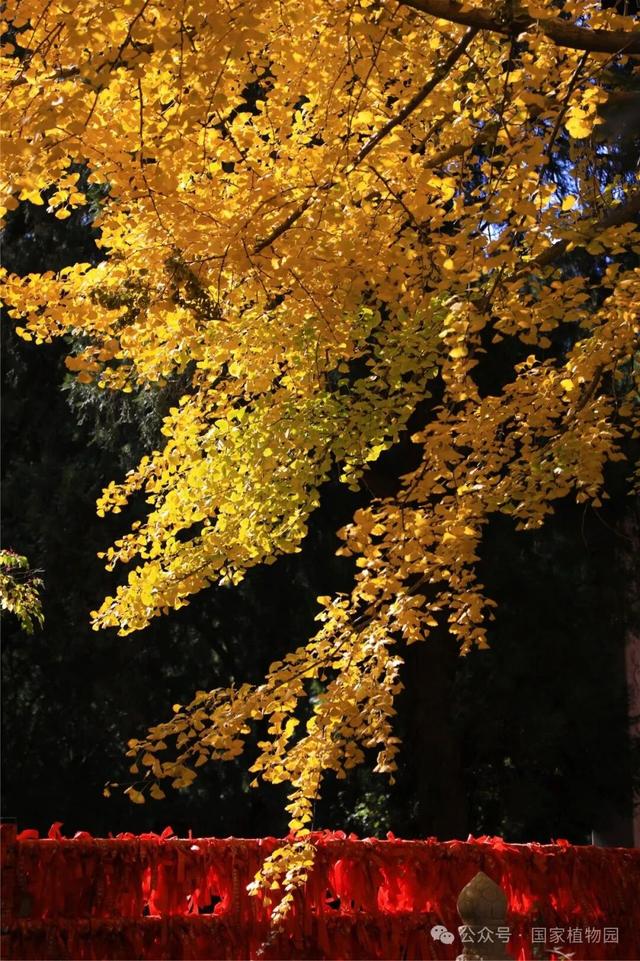 金色瀑布！北京这些千年古银杏正在最佳观赏期！