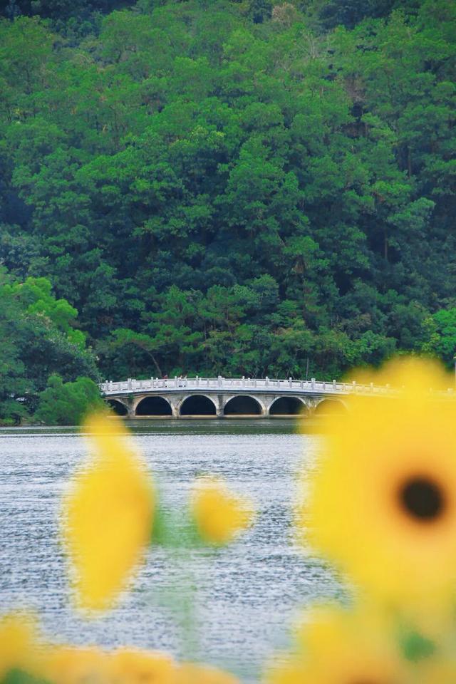 行摄 | 美爆了！秋日花海，限时上映