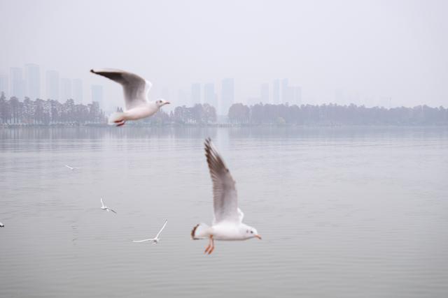 武汉东湖成红嘴鸥越冬新热点：数百只“追”着游船齐飞，景区旅游淡季逆袭为观鸥旺季