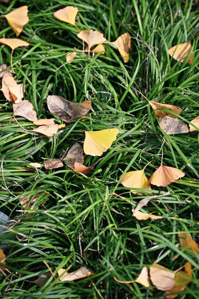 葛店这条“黄金大道”再不看就晚了！